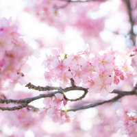 春爛漫、淡いピンク色の満開の桜の枝、薄緑色の葉の写真
