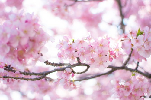 春爛漫、淡いピンク色の満開の桜の枝、薄緑色の葉