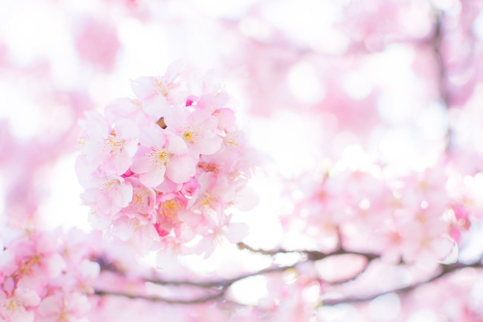 満開に咲くピンクの桜の花びらとやわらかなボケ感