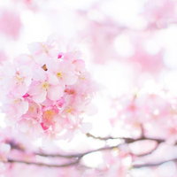 春の満開の桜のの写真