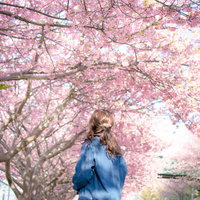 満開の桜を見上げる青いジャケットの女性の写真