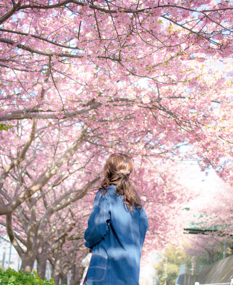 満開のピンクの桜の木の下で空を見上げる青いジャケットの女性