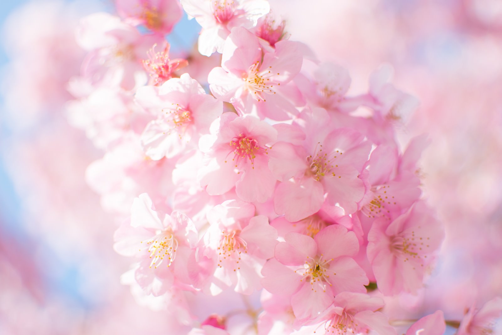 淡いピンク色に咲く桜の花びらが柔らかな光に包まれている