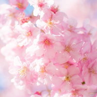 ピンク色の桜が満開に咲く春の花びら写真の写真