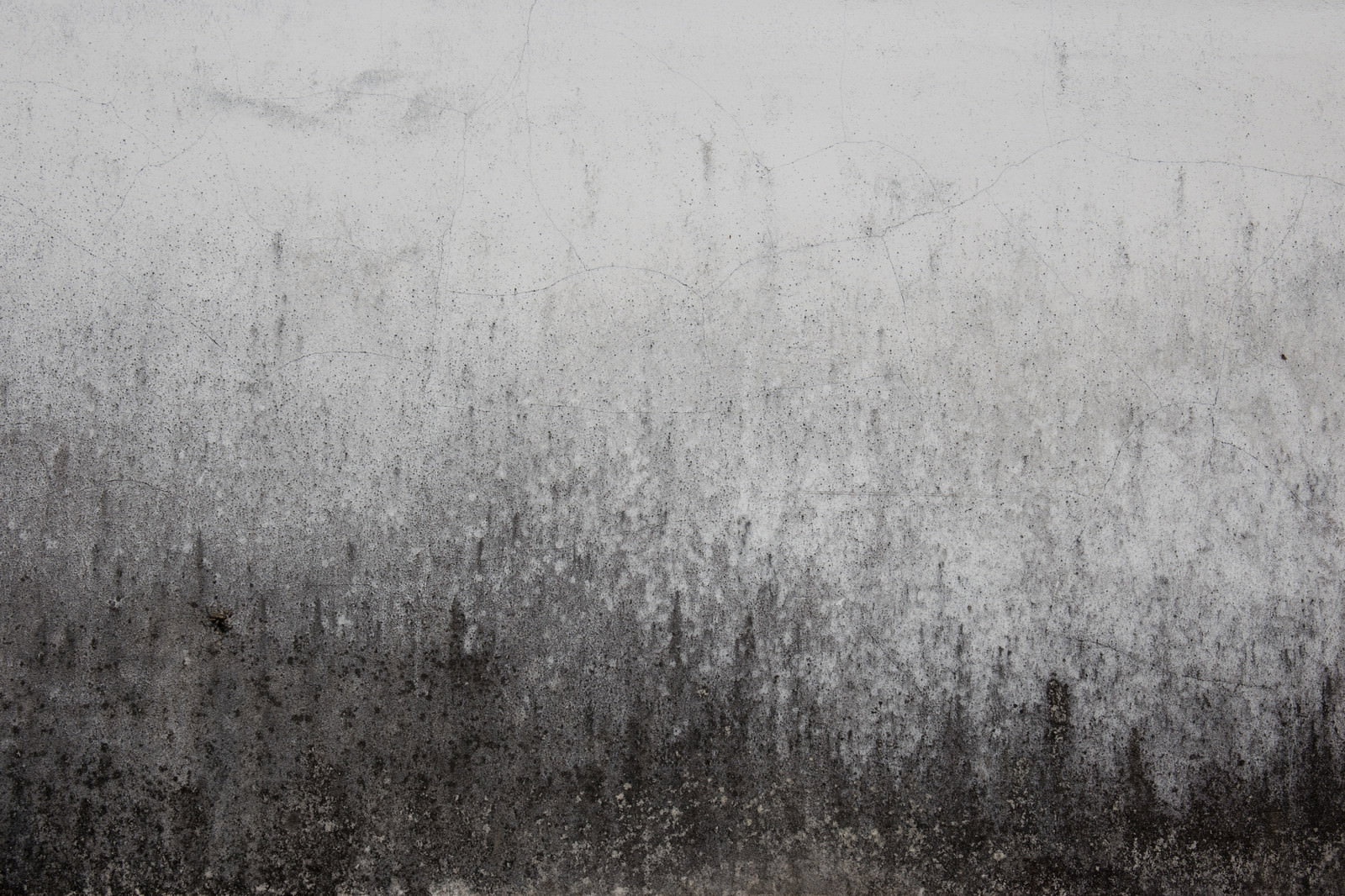 黒いカビや汚れが付着したコンクリートの壁面