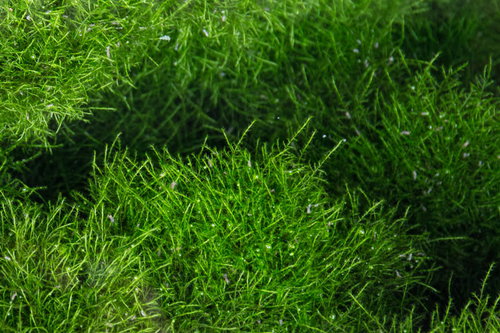 わさわさ植物、密集して生える青々とした芝生