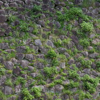 石垣の隙間から生える雑草の写真