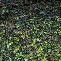 地面を覆う根と新芽のテクスチャーの写真