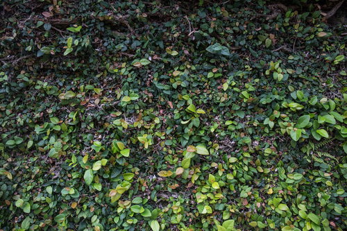 地面を覆う根と新芽のテクスチャー