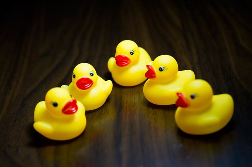 木の床の上で円形に集まるあひるちゃん会議中