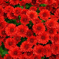 俯瞰で撮影した赤い菊の花びらが重なるテクスチャの写真