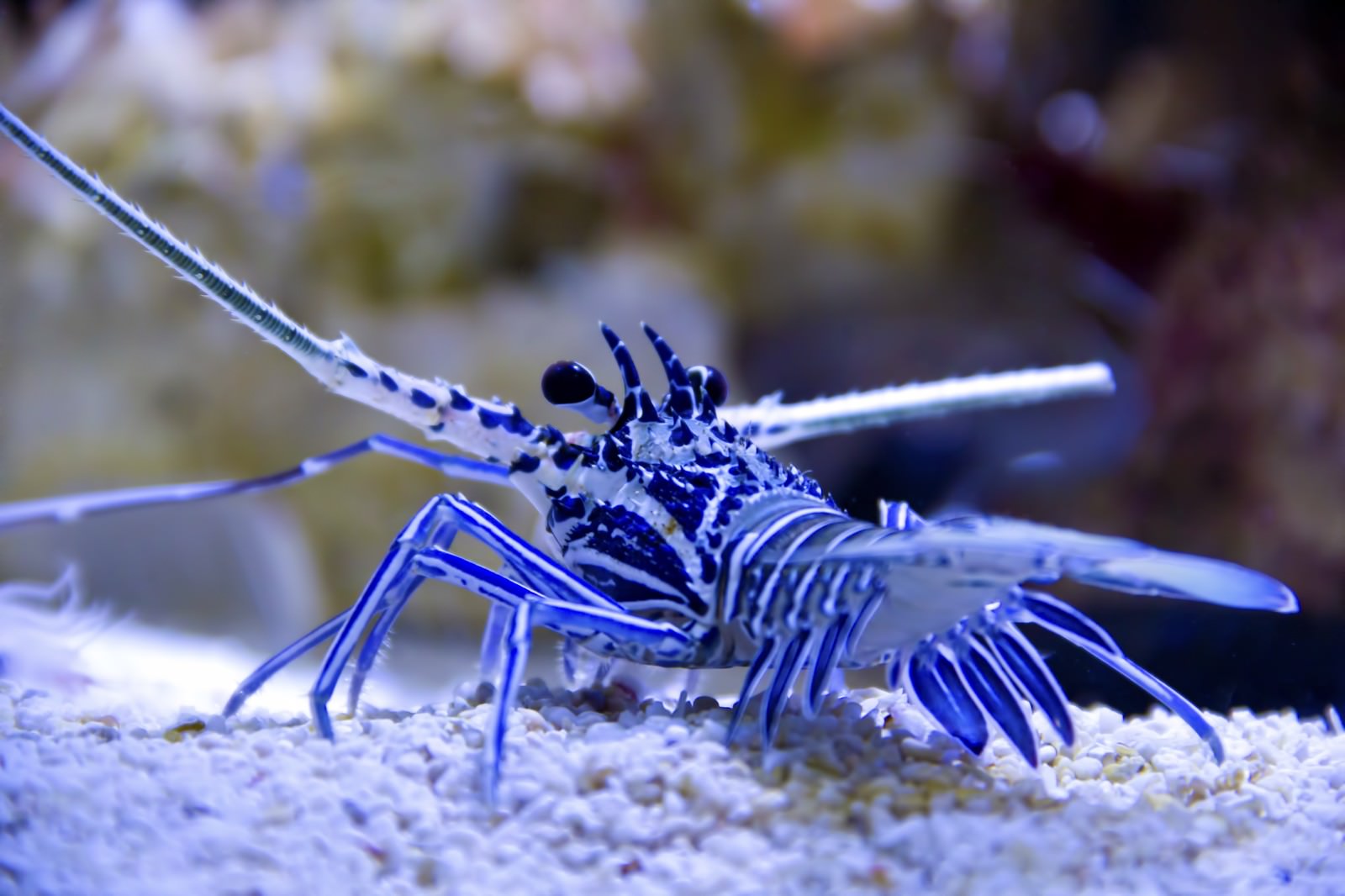砂の上の青と白の縞模様のエビ