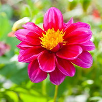 緑の背景にぼけて浮かぶピンクと赤の一輪の花の写真