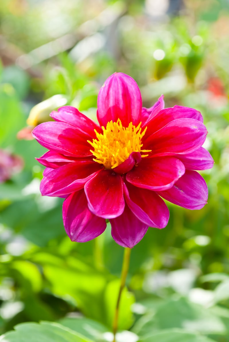 緑の背景に浮かぶピンクと赤の花