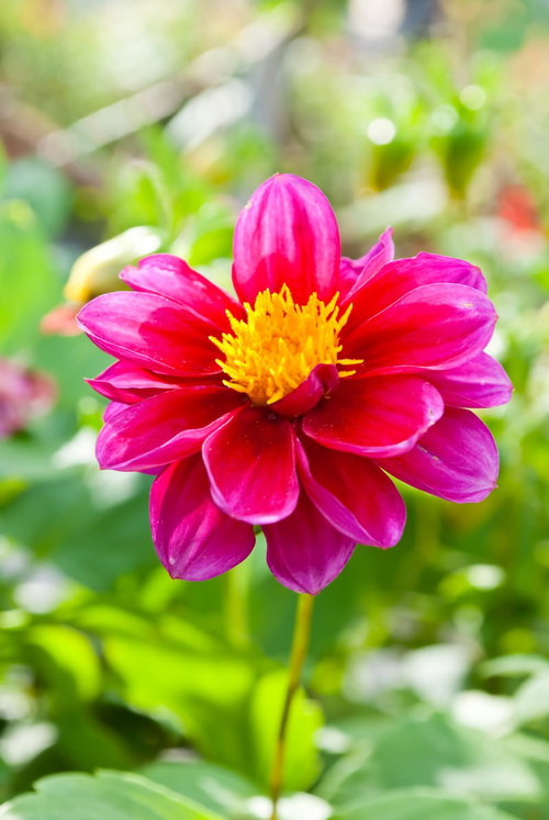 緑の背景にぼけて浮かぶピンクと赤の一輪の花