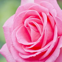 渦巻く花びらが正面を向くエスメラルダの薔薇の写真