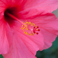 中心から長く伸びる雄しべのピンク色のハイビスカスの写真