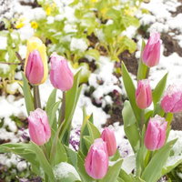 雪の中で咲くピンクのチューリップの春の気配（寄せ植え）の写真
