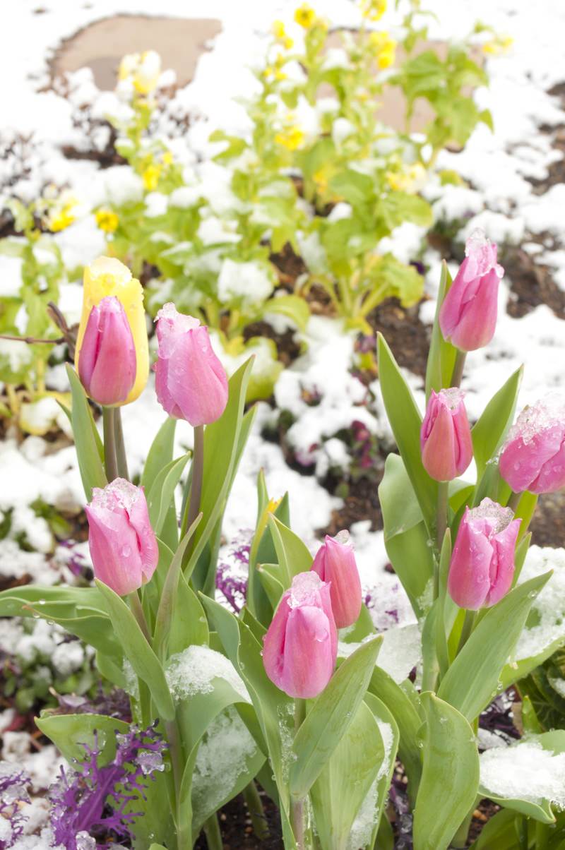雪の中に咲くピンクのチューリップ