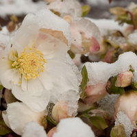 雪をかぶって咲くヘレボルス（クリスマスローズ）の写真