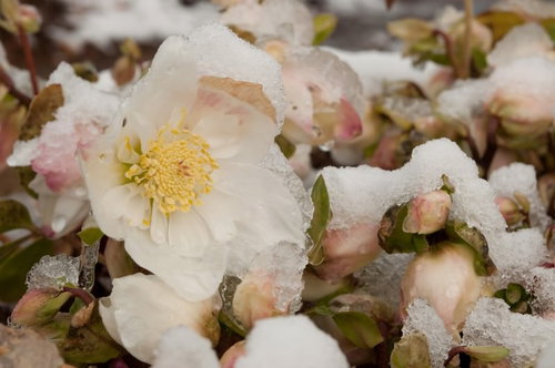 雪をかぶって咲くヘレボルス（クリスマスローズ）