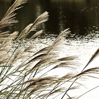 水辺で日差しに照らされた池と銀色のススキの穂の写真