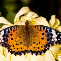 白い菊の花の上で羽を広げるツマグロヒョウモンの写真