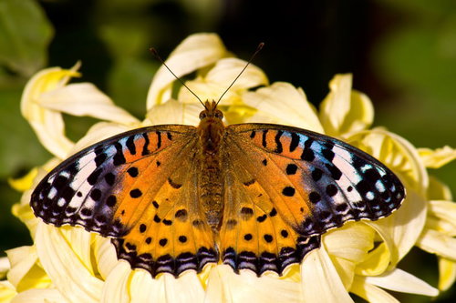 白い菊の花の上で羽を広げるツマグロヒョウモン