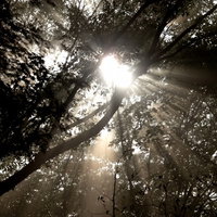 太い幹の枝から差し込む木漏れ日の日差しの写真