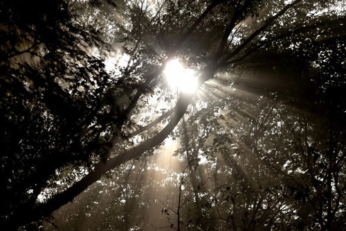 太い幹の枝から差し込む木漏れ日の日差し