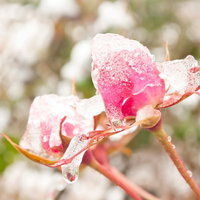 氷の層に覆われて凍りついたバラの花の写真