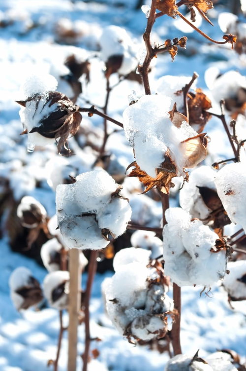 白い雪が丸く積もった凍ったコットンの枯れた実