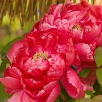 黄色い中心を囲むピンクと赤のボタンの花の写真