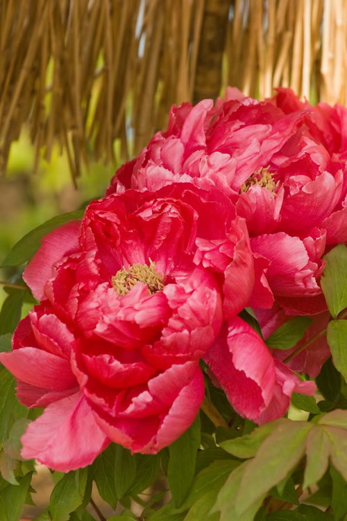 黄色い中心を囲むピンクと赤のボタンの花