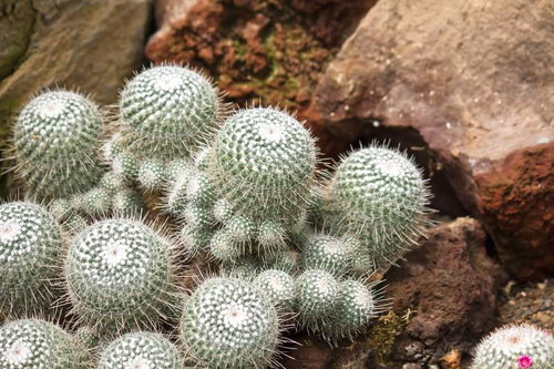 白いトゲに覆われたまんまるの群生サボテン