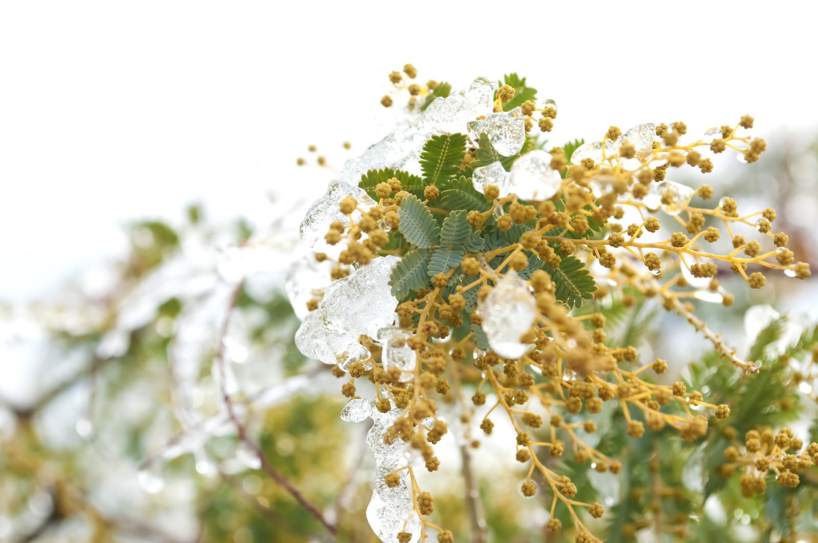 氷と水滴がついたミモザの蕾