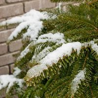 レンガの壁の前で白い雪が積もったモミの枝の写真