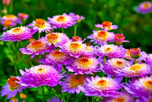 紫とピンクの細い花びらが放射状に広がる密生した菊