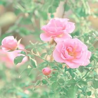 つぼみと一緒に咲くピンク色の薔薇の写真