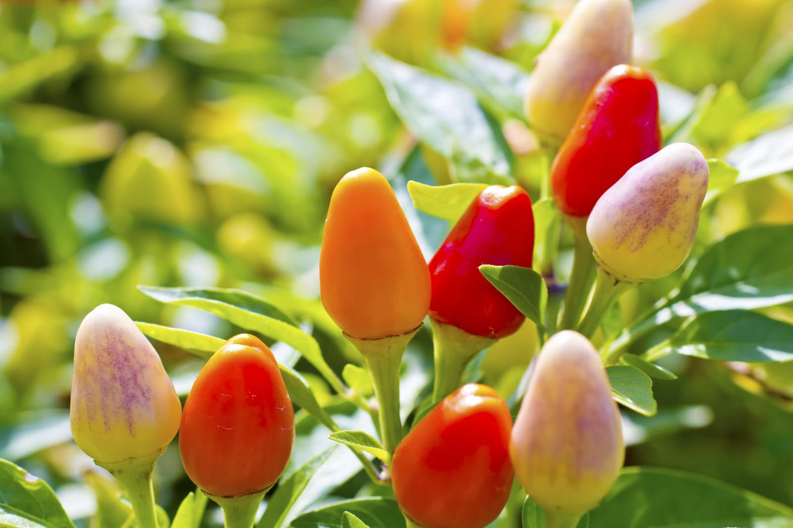 カラフルな実の観賞用トウガラシ