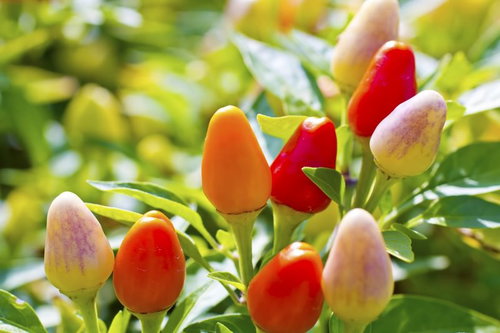 赤やオレンジの実がなるポップな観賞用トウガラシ