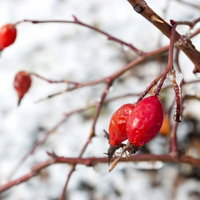 雪の中のローズヒップの実の写真