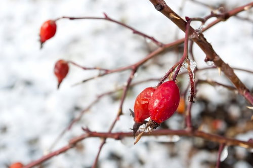 水滴がついた赤いローズヒップの実
