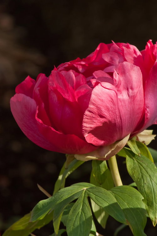 暗い背景に浮かぶ濃いピンクの咲き始めのボタン