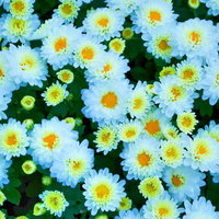 黄色い花芯が見える白い小菊が密集するテクスチャーの写真