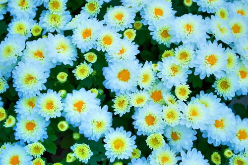 黄色い花芯が見える白い小菊が密集するテクスチャー