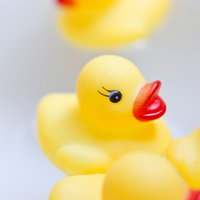 水面に浮くあひるちゃんのおもちゃの写真
