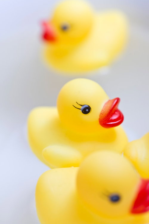 水面に浮くあひるちゃんのおもちゃ
