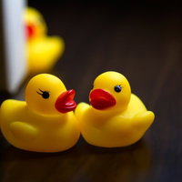 背後から迫るあひるちゃんにストーキングされるあひるちゃんの写真