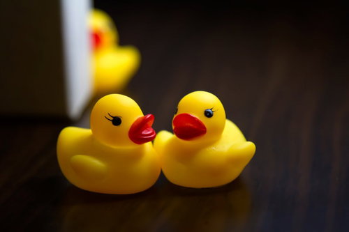 背後から迫るあひるちゃんにストーキングされるあひるちゃん